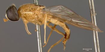 Media type: image;   Entomology 12538 Aspect: habitus lateral view